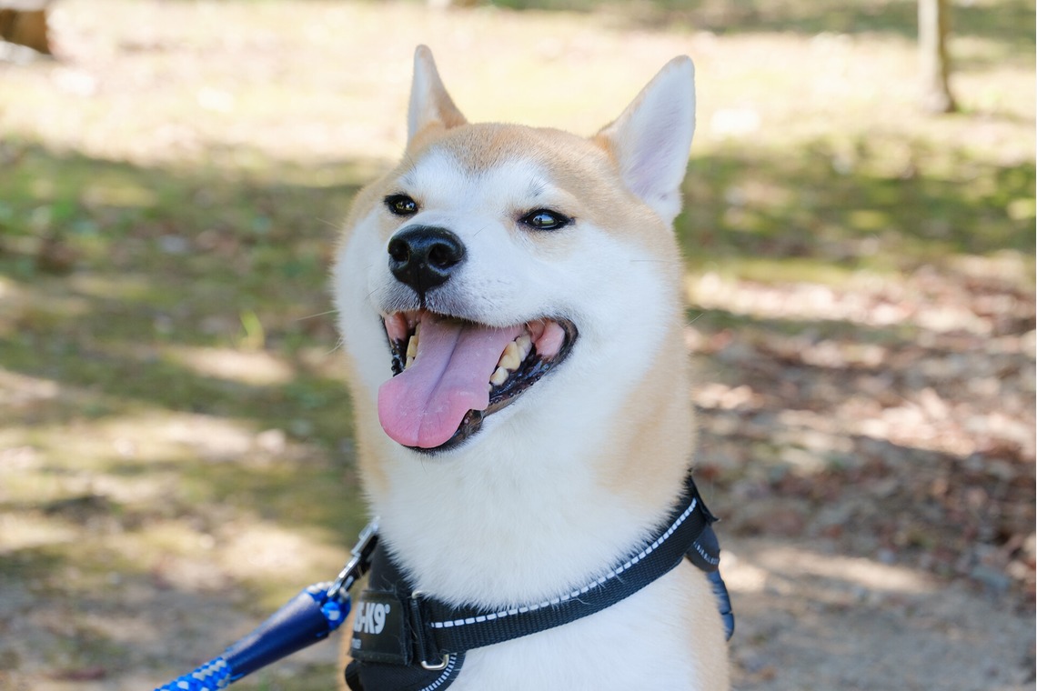 Album of the Engagement Photography taken by 高夏写真店 - couple photo shoot
