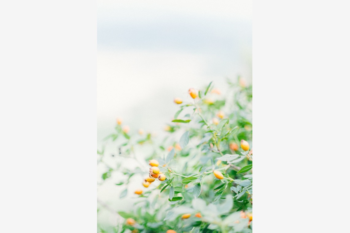 Lénaïc (レナイク) Maréchalが撮影した「エンゲージメントフォト（フランス）」の写真