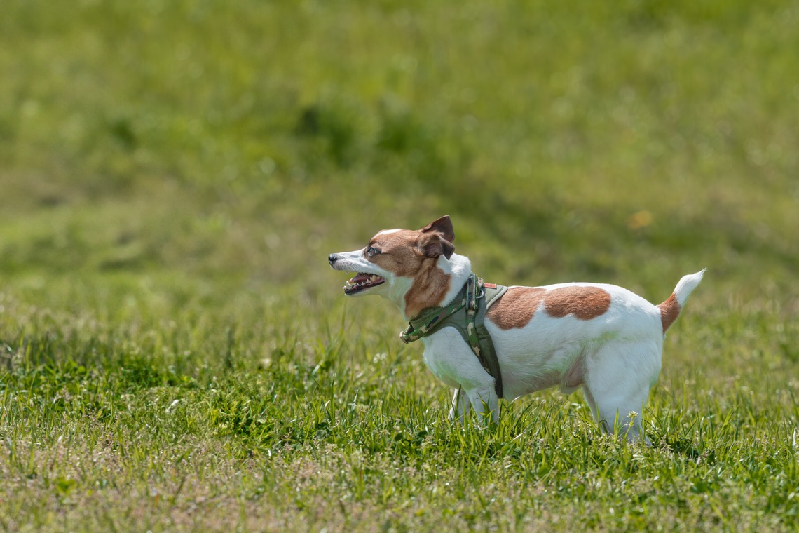 あなたの写真館が撮影した写真のアルバム「ペット撮影」