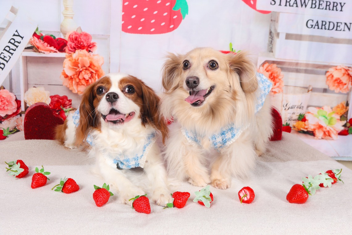 WithshopJapanが撮影した「ペット撮影」の写真