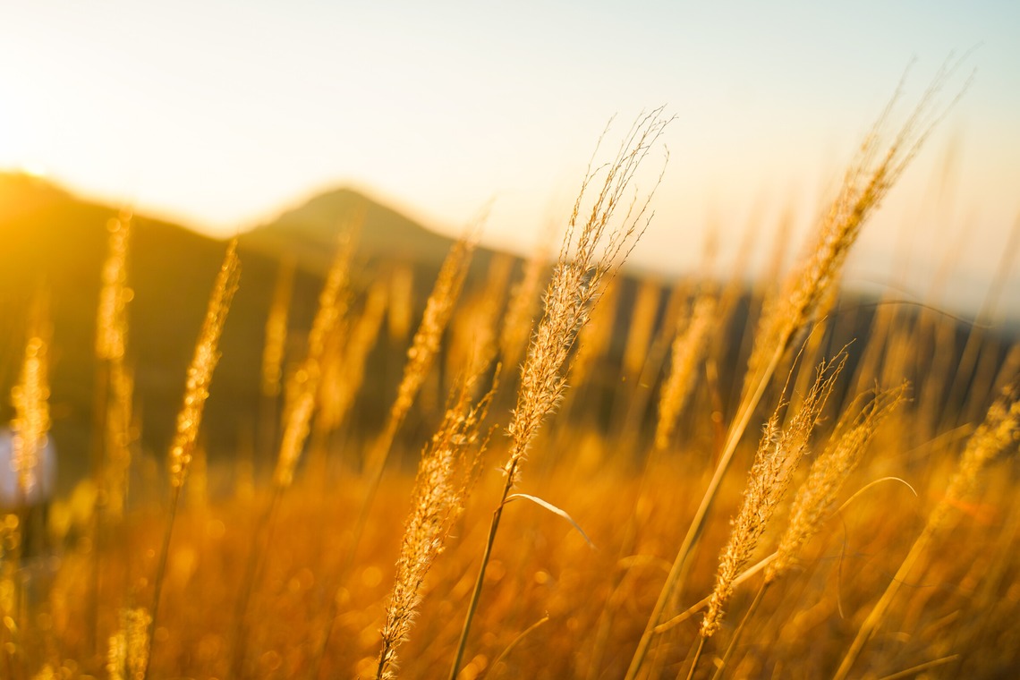 豊澤玲音が撮影した写真のアルバム「ススキ畑」