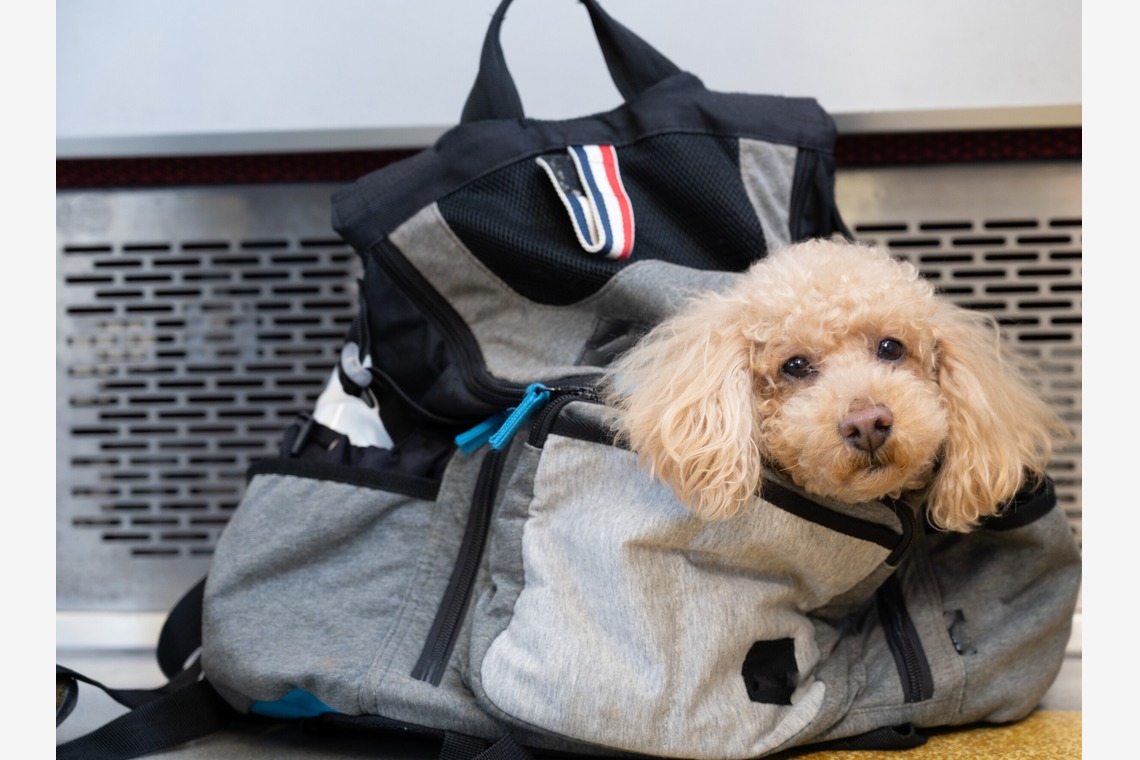 高木勇斗が撮影した写真のアルバム「トイプードル」