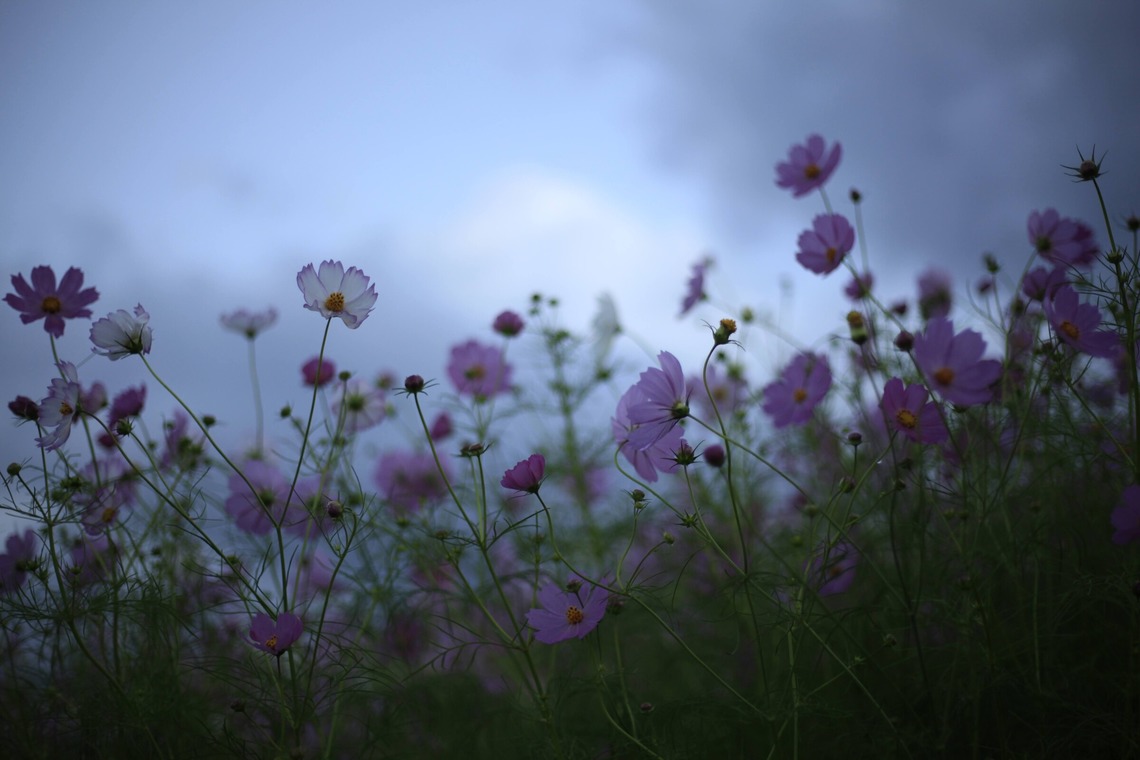 写真屋gonree　阿波根里恵が撮影した写真のアルバム「風景写真（コスモス）」