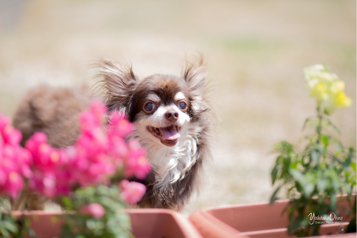 写楽堂が撮影した「ペット」の写真