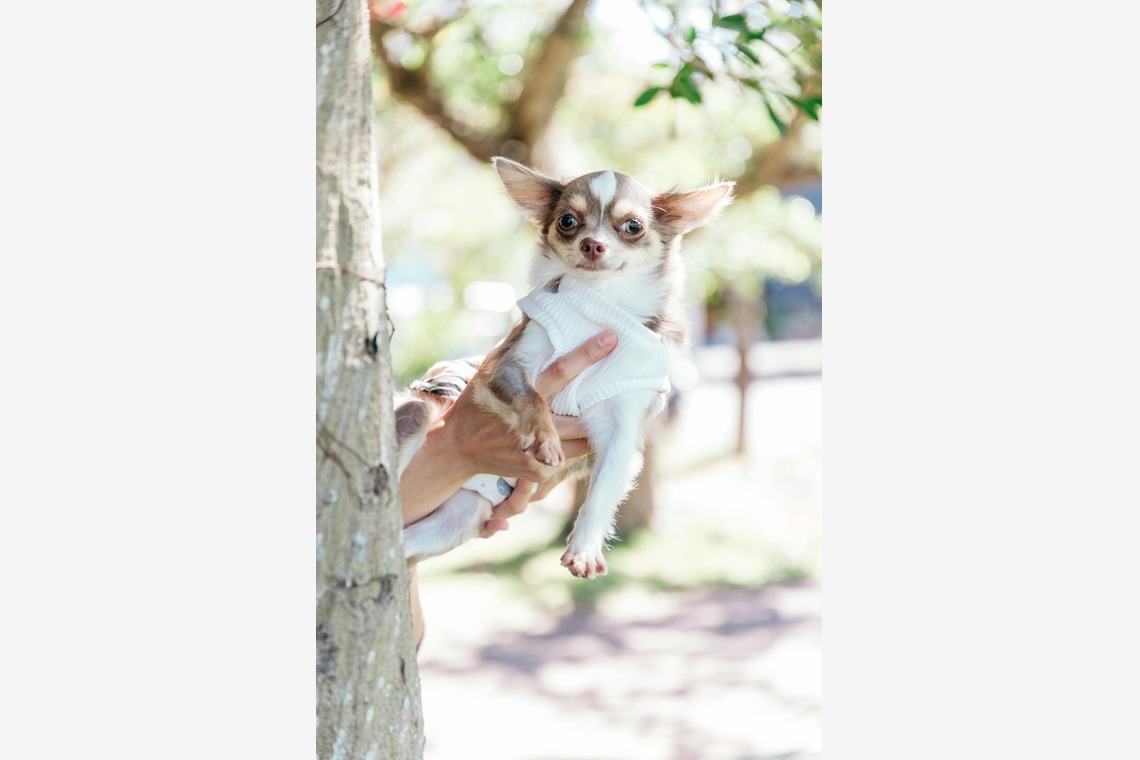 ポートレート沖縄が撮影した「ペット撮影」の写真