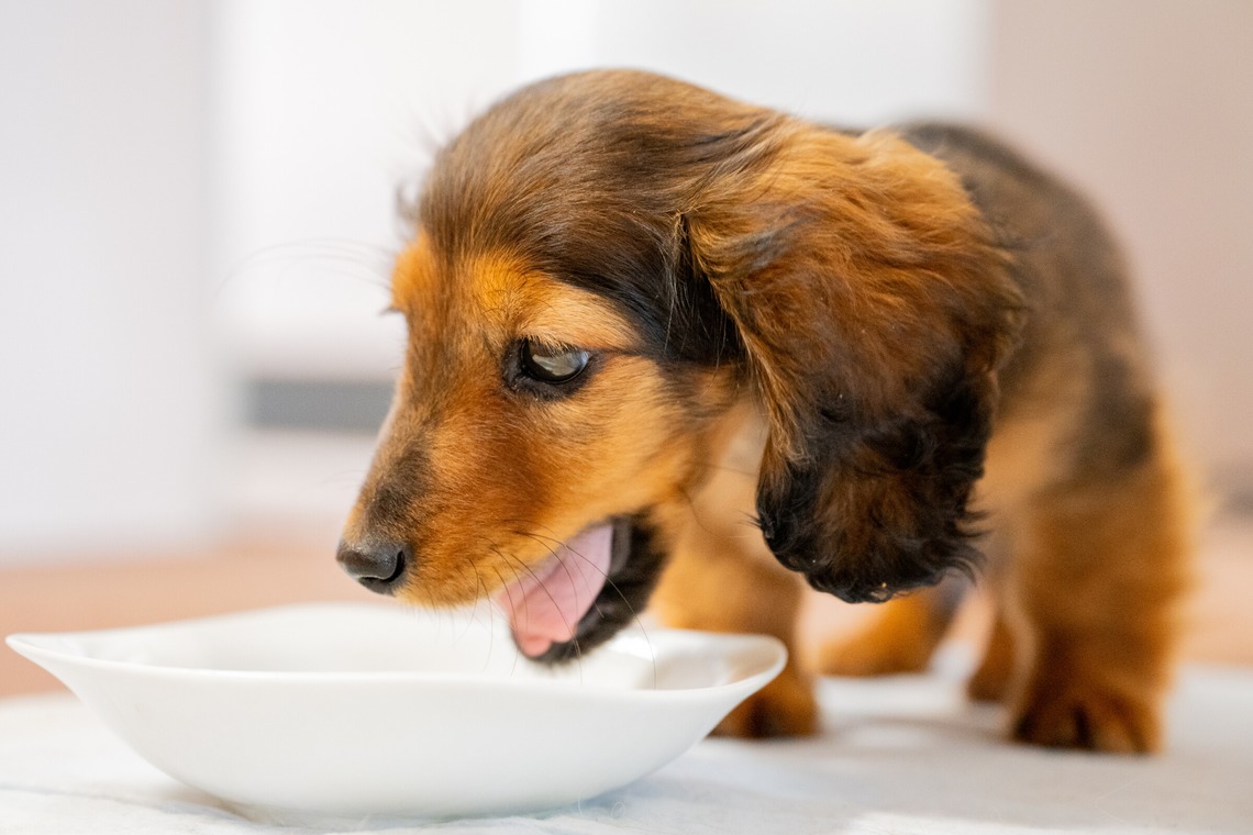 Yphotoが撮影した写真のアルバム「ペット」