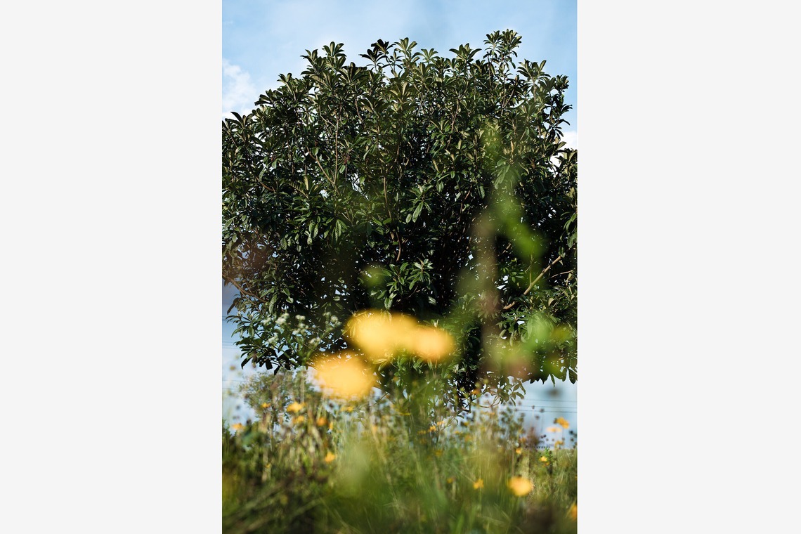 内山慎也が撮影した「植物」の写真
