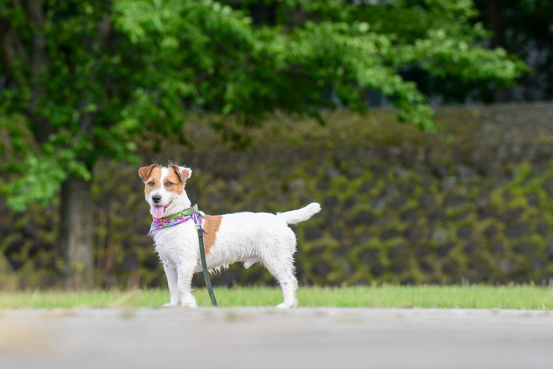Sara Photo Worksが撮影した「わんちゃん　ねこちゃん」の写真