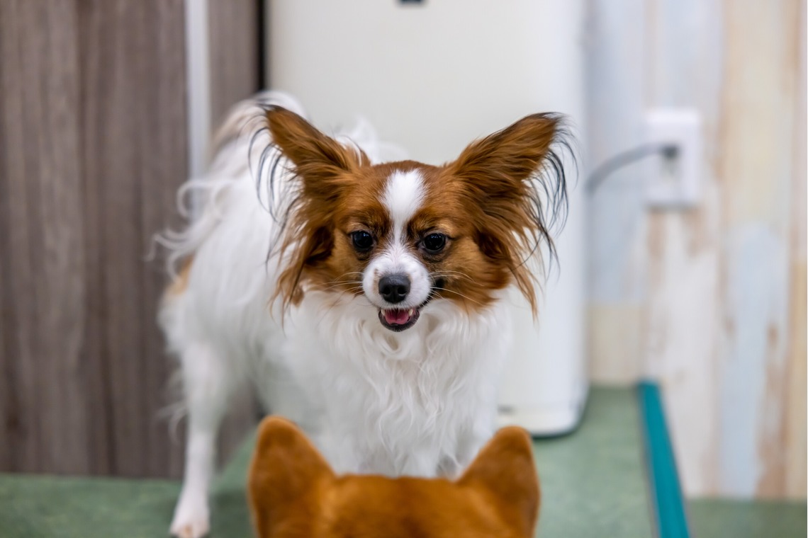 沖山俊樹が撮影した「ペット_20230414_RIO吉祥寺」の写真