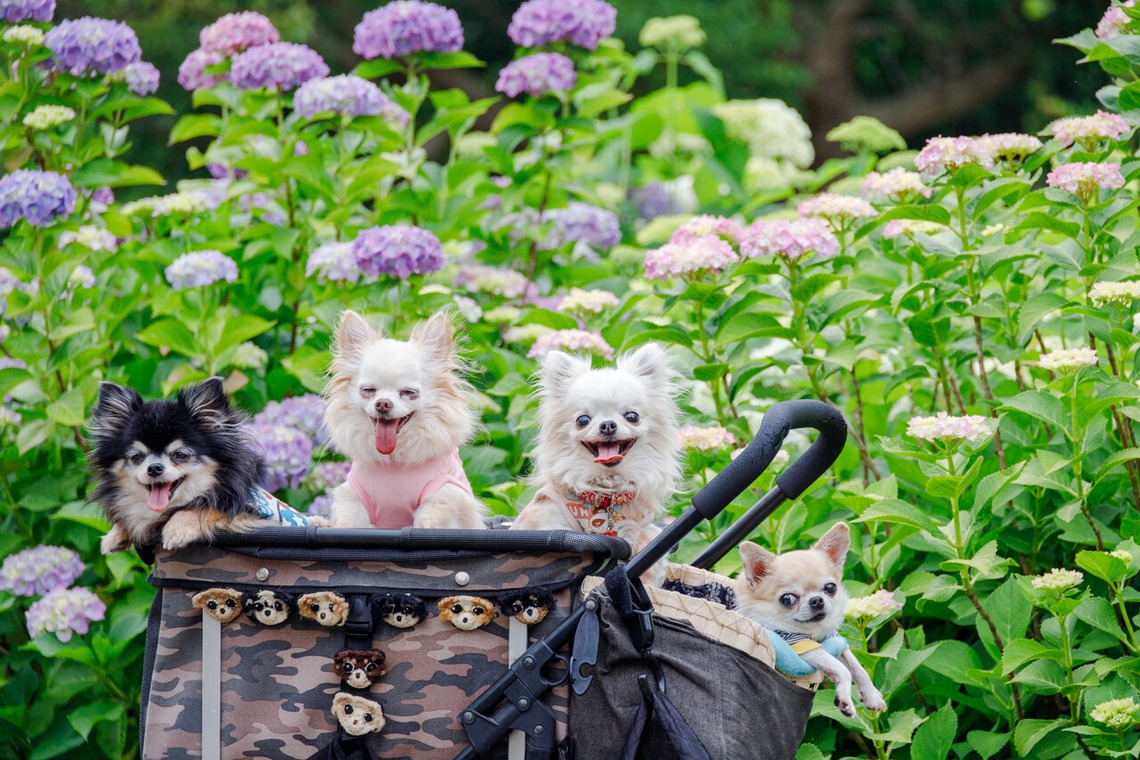 ちずカメラが出張撮影した家族写真(キッズ,ベビーフォト)などが写った「ペット」の家族写真