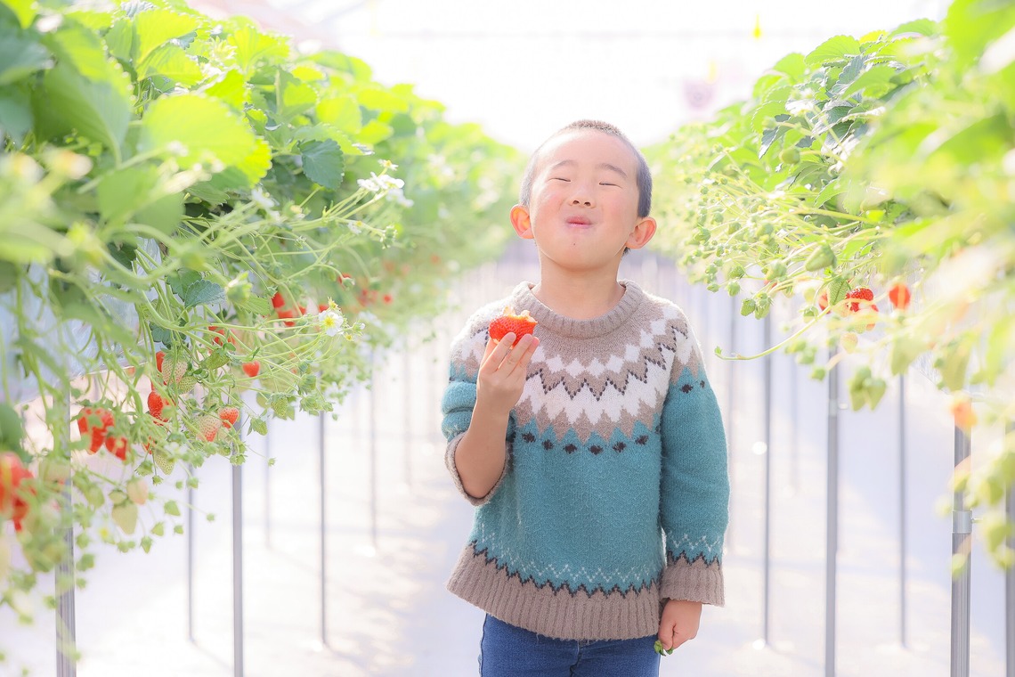 株式会社Neo-Smile 「locationbreeze」高橋 徹が撮影した「かがやきいちご園様（広告撮影）」の写真