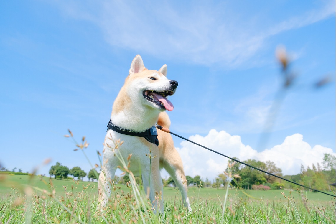 高夏写真店が撮影した「カップルフォトの撮影」の写真