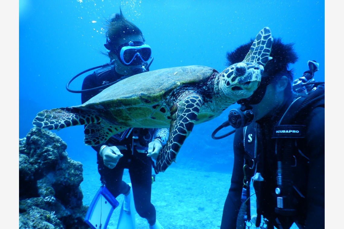 杉野優介が撮影した写真のアルバム「スキューバーダイビング水中撮影」