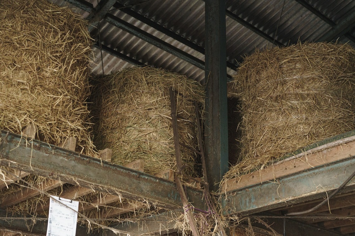 studio cactusが撮影した「農家 - 風景／人物／牛」の写真