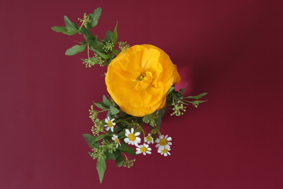 Natsukiが撮影した「花撮影＠自宅」の写真