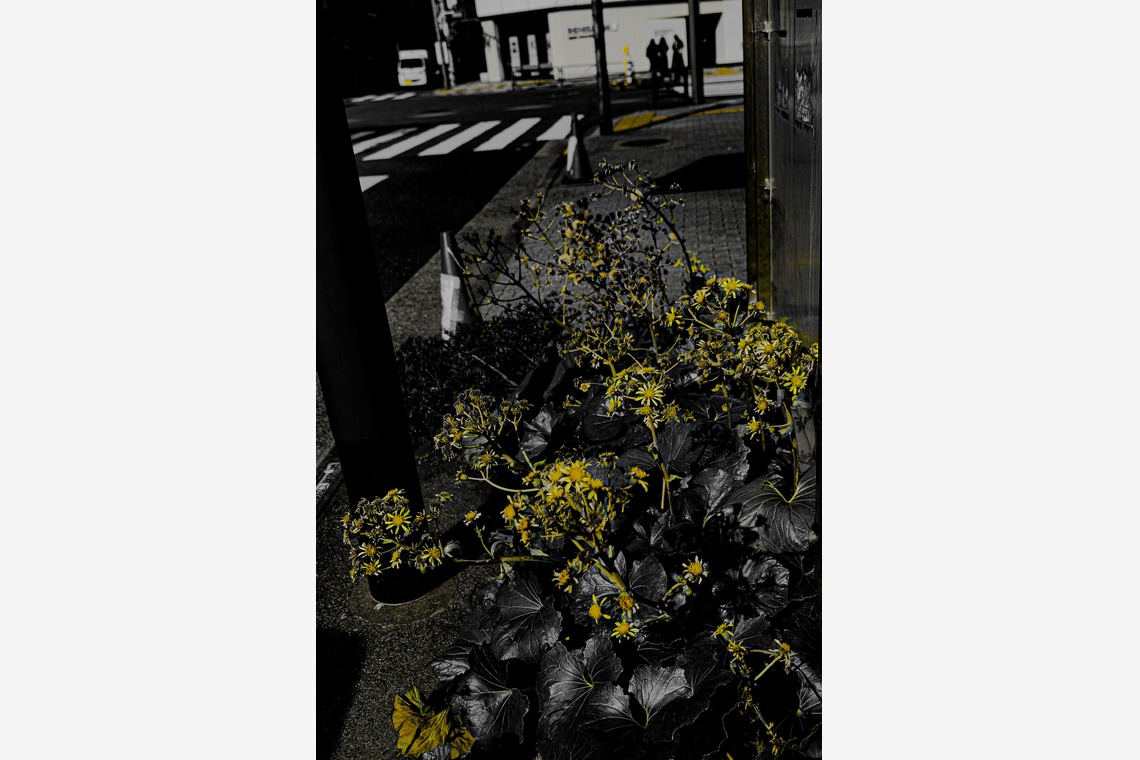 KotobukiPhotosが撮影した「ストリートスナップ」の写真