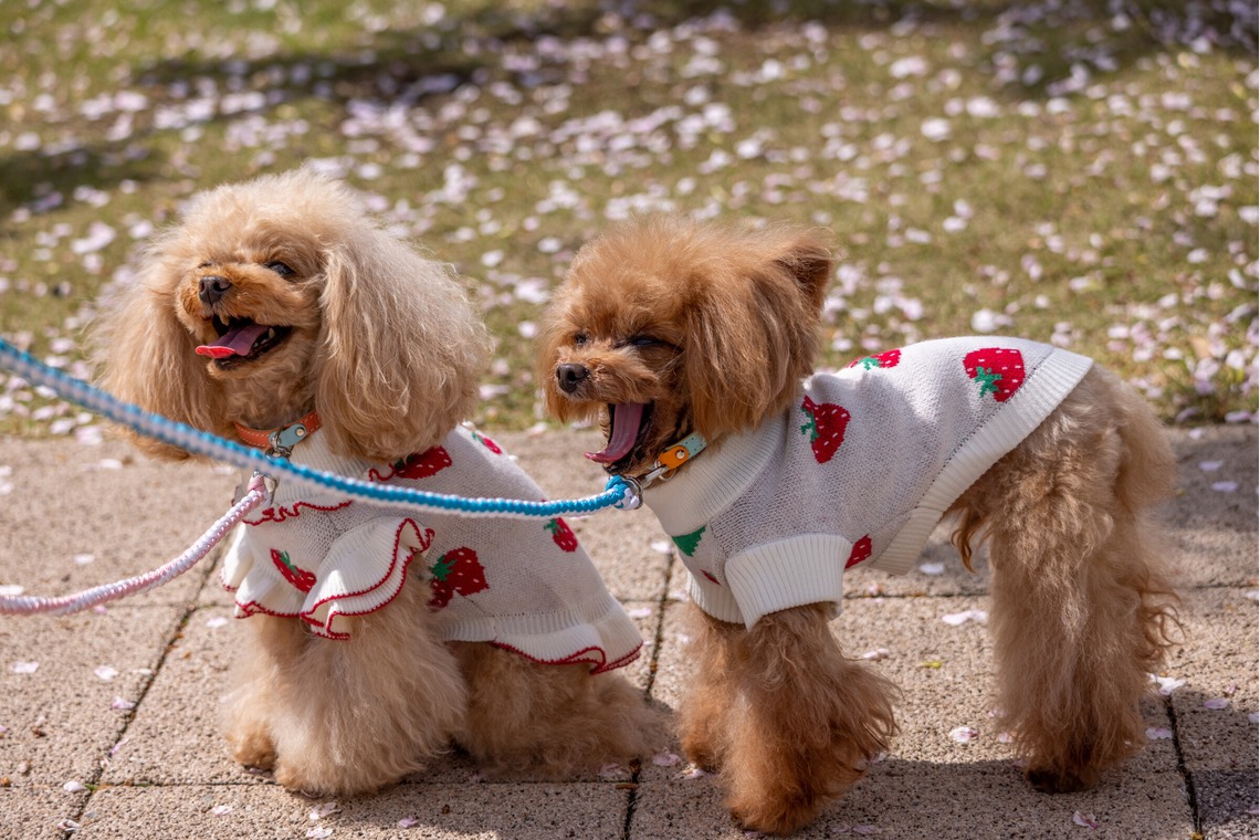 沖山俊樹が撮影した写真のアルバム「ペット_20230330_有明ガーデン」