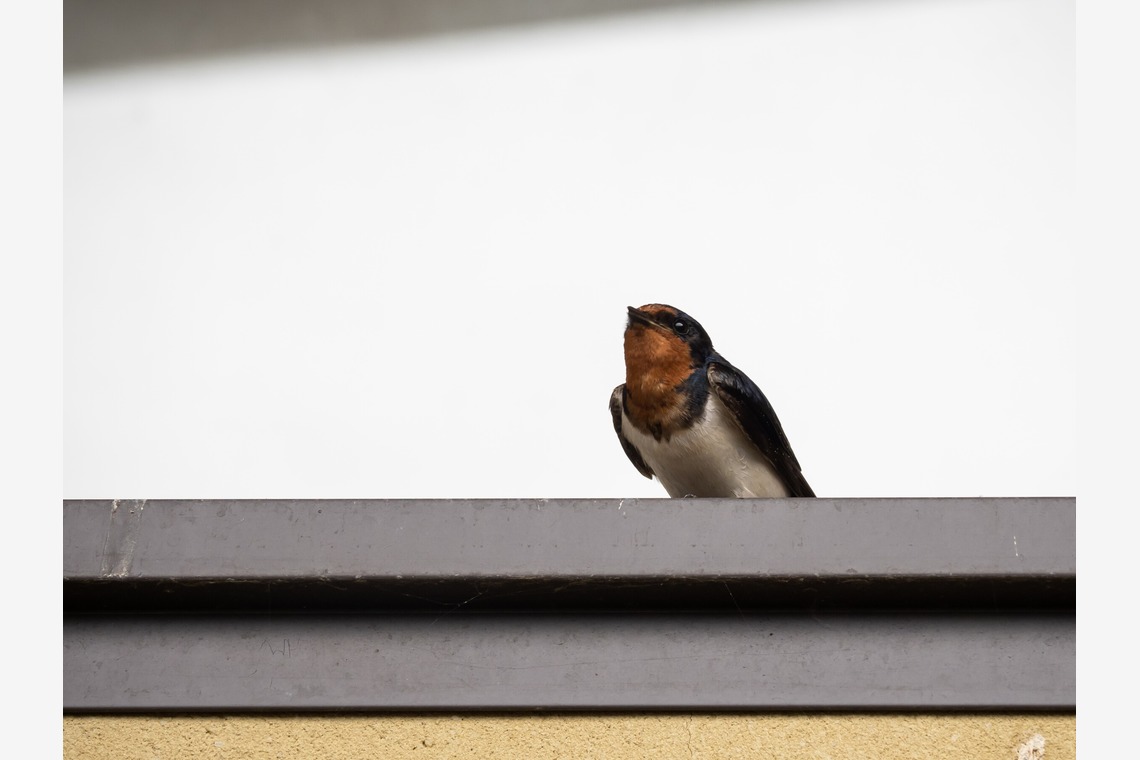 堀勝志古写真事務所が撮影した「pet」の写真