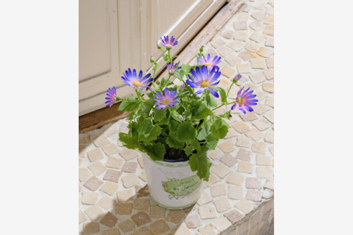 有限会社　澤田スタジオが撮影した「花、植物」の写真