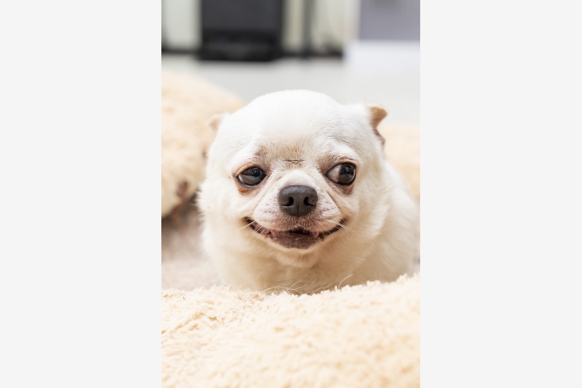 Makoto Nakamuraが撮影した写真のアルバム「ペット」