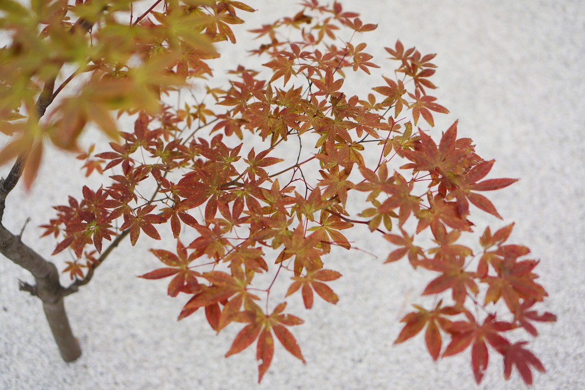 出張撮影のメモリーズが撮影した「nature-アラカルト」の写真