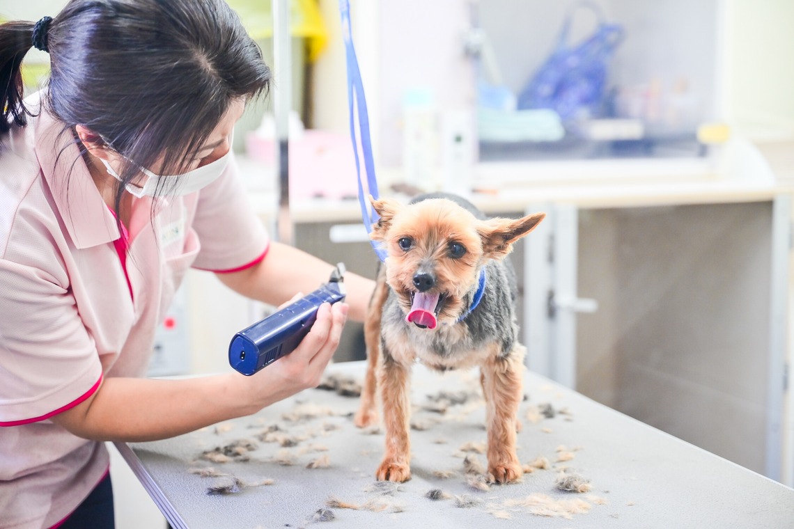 出張撮影 中村まみこが撮影した「トリミングサロンHP用撮影」の写真