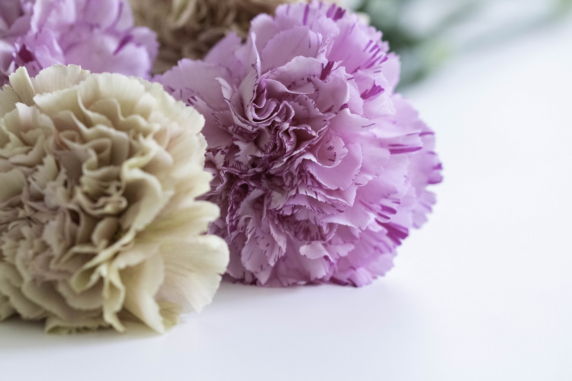 ミヤタカズコが撮影した写真のアルバム「花のある生活」