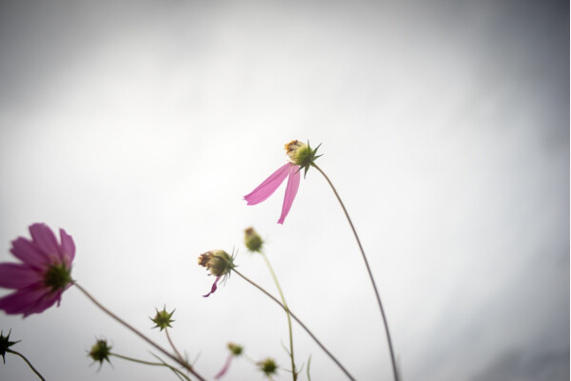 手塚隆弘が撮影した「気ままに」の写真