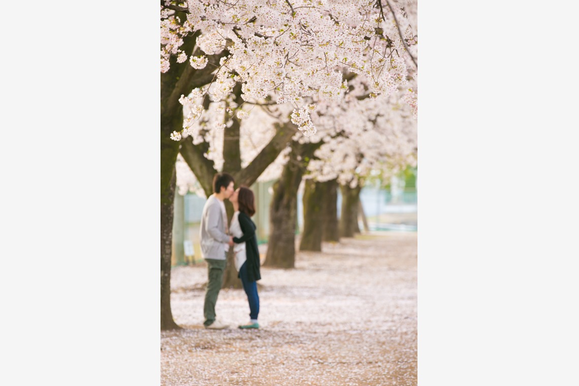 キタノフォトオフィス (北野尚史)が撮影した写真のアルバム「桜エンゲージメントフォト」