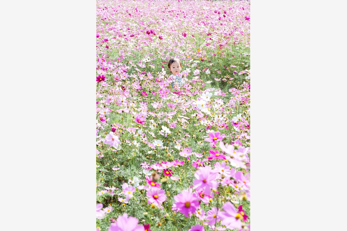 lino-'akaが撮影した写真のアルバム「コスモス」