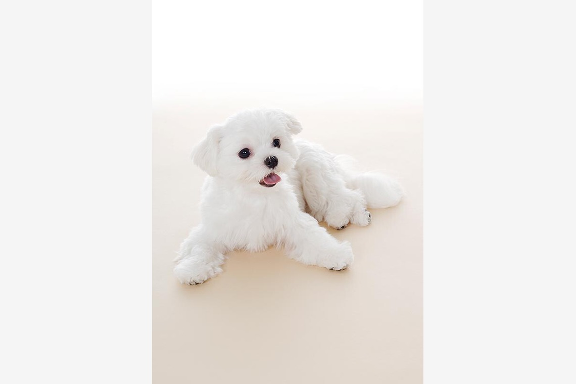 有限会社スタジオホリデーが撮影した「商品撮影　大阪」の写真