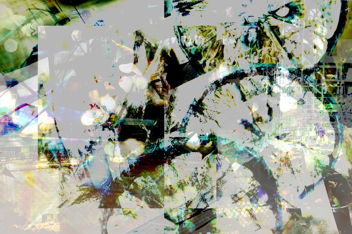 baysidecoyoteが撮影した「イメージ」の写真