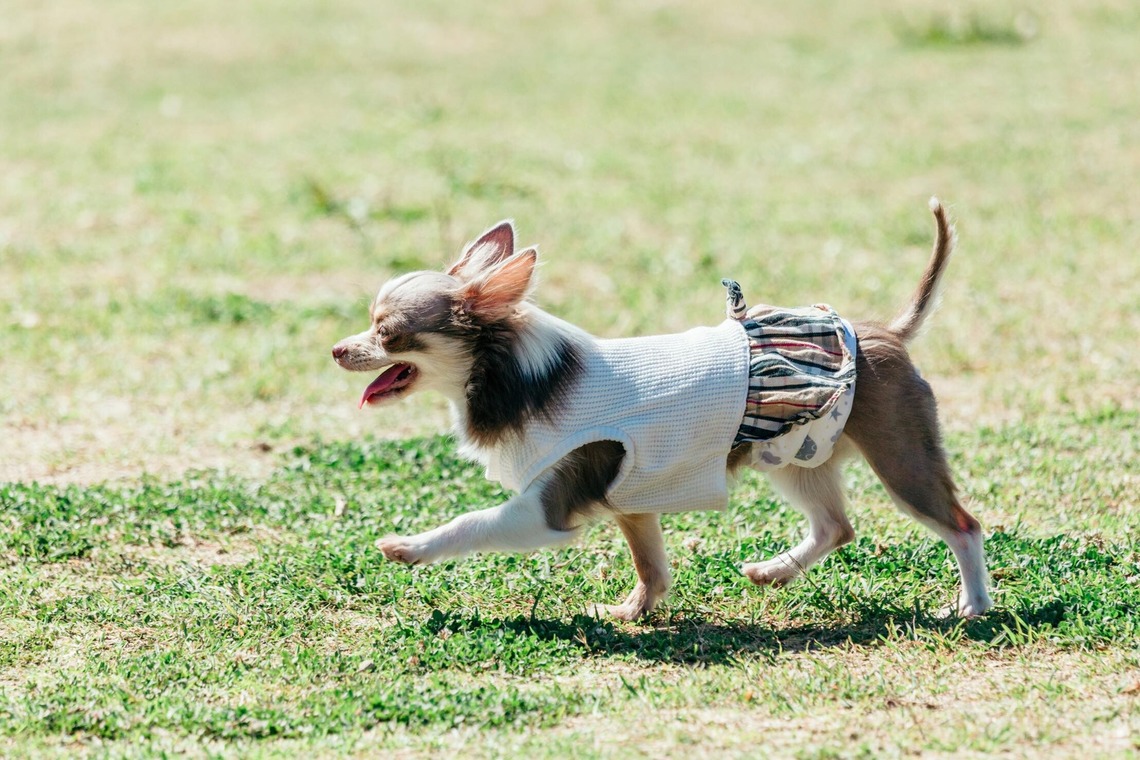 ポートレート沖縄が撮影した「ペット撮影」の写真