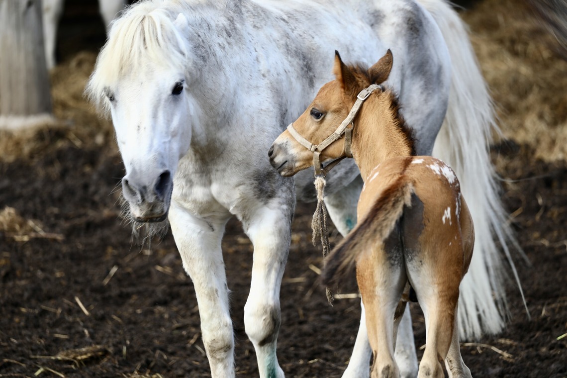 TATEZOUが撮影した写真のアルバム「ポートレート等」