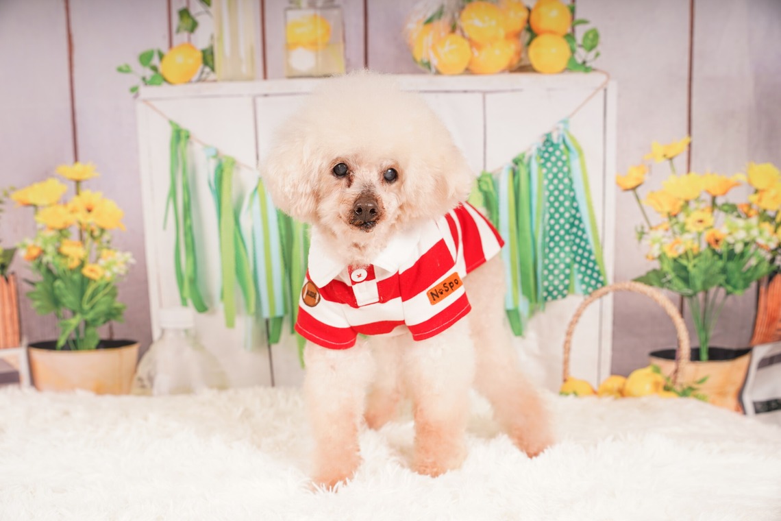 スタジオ　まるが撮影した「ペット撮影」の写真