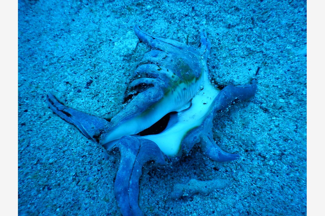 杉野優介が撮影した「スキューバーダイビング水中撮影」の写真