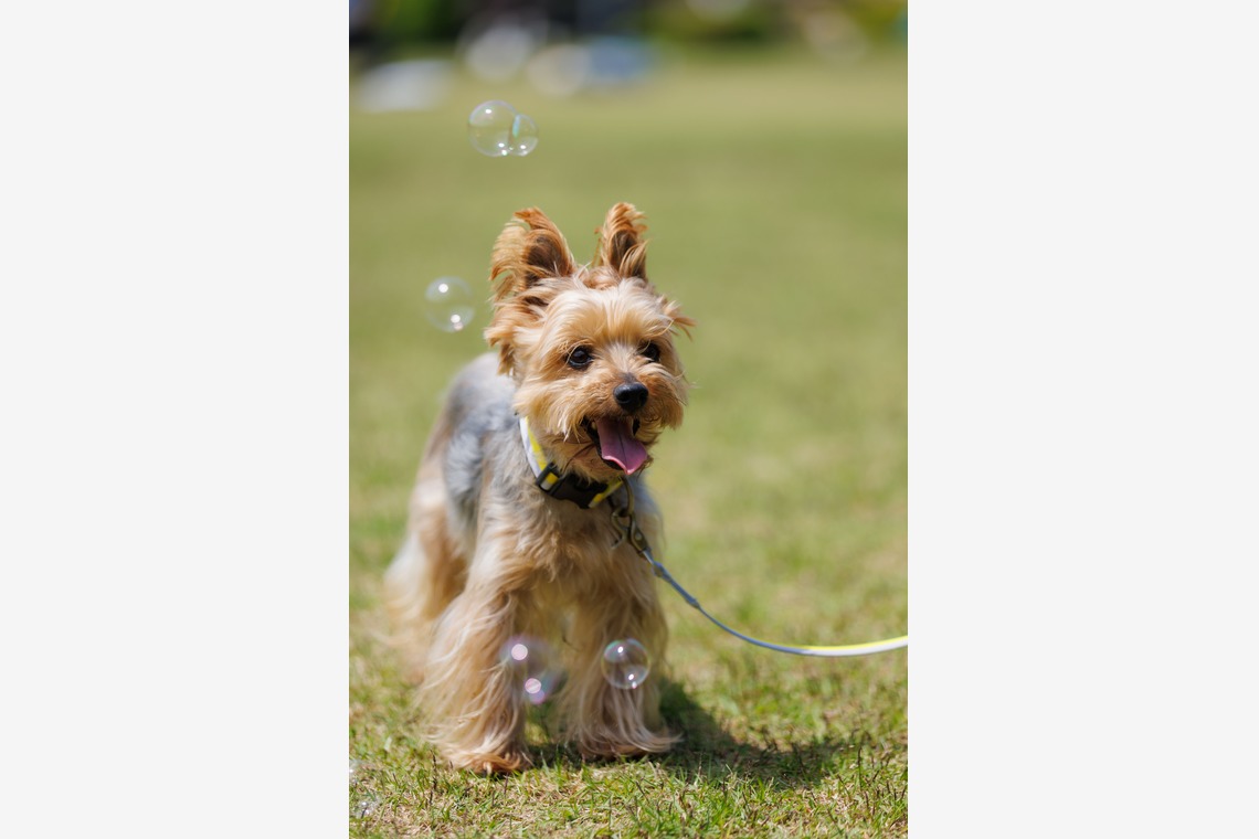 T.Matsumuraが撮影した「ペットと一緒に家族撮影」の写真