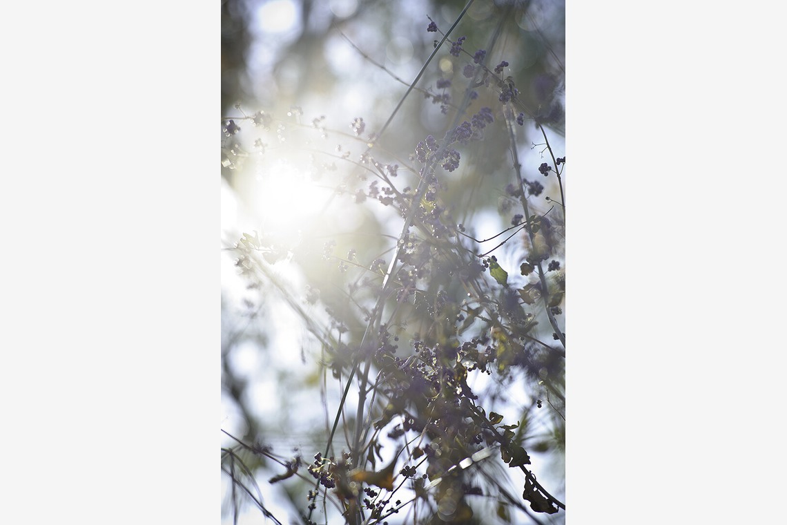 内山慎也が撮影した「植物」の写真