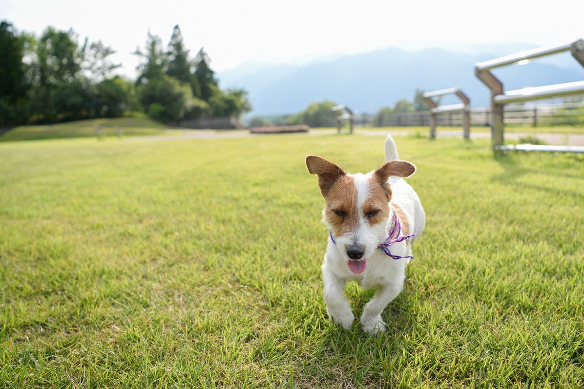Sara Photo Worksが撮影した「わんちゃん　ねこちゃん」の写真