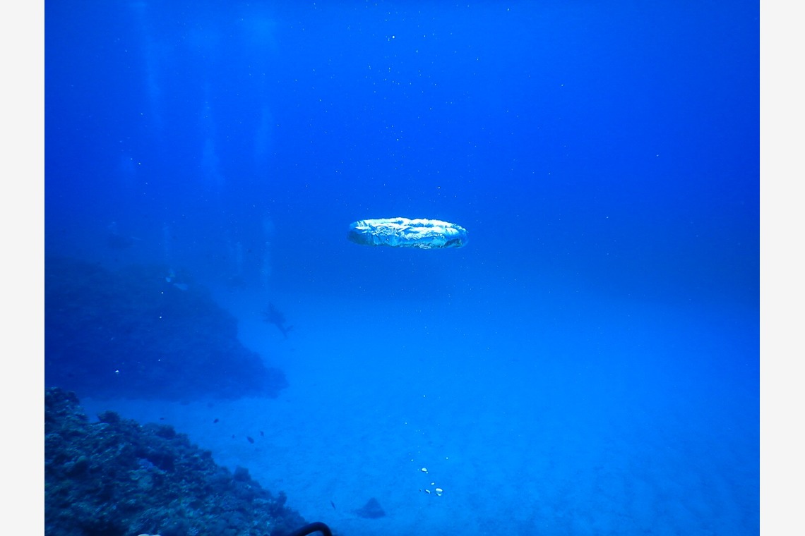 杉野優介が撮影した写真のアルバム「スキューバーダイビング水中撮影」