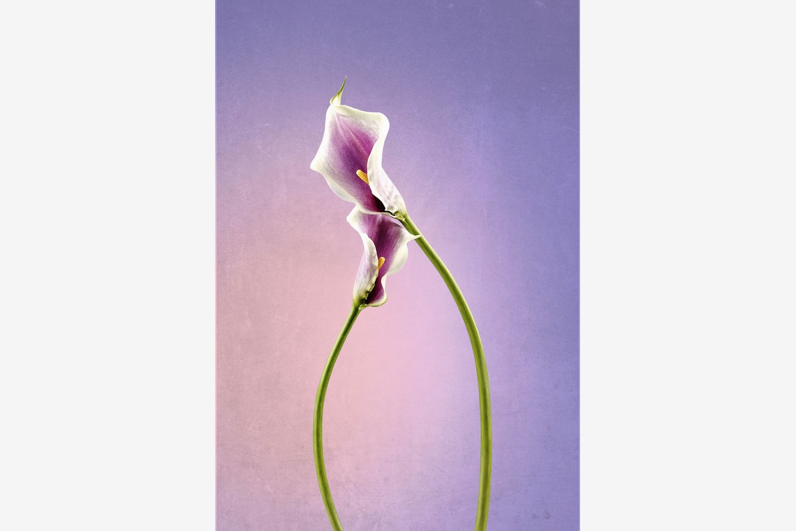 スタジオ11が撮影した写真のアルバム「様々な料理写真」