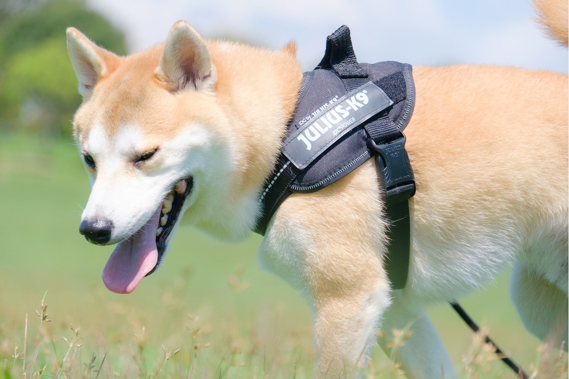 高夏写真店が撮影した「カップルフォトの撮影」の写真