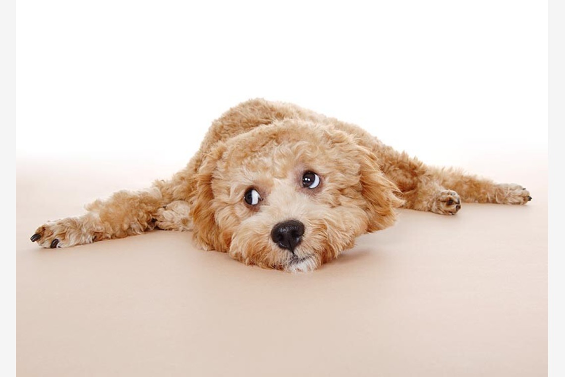 有限会社スタジオホリデーが撮影した「商品撮影　大阪」の写真