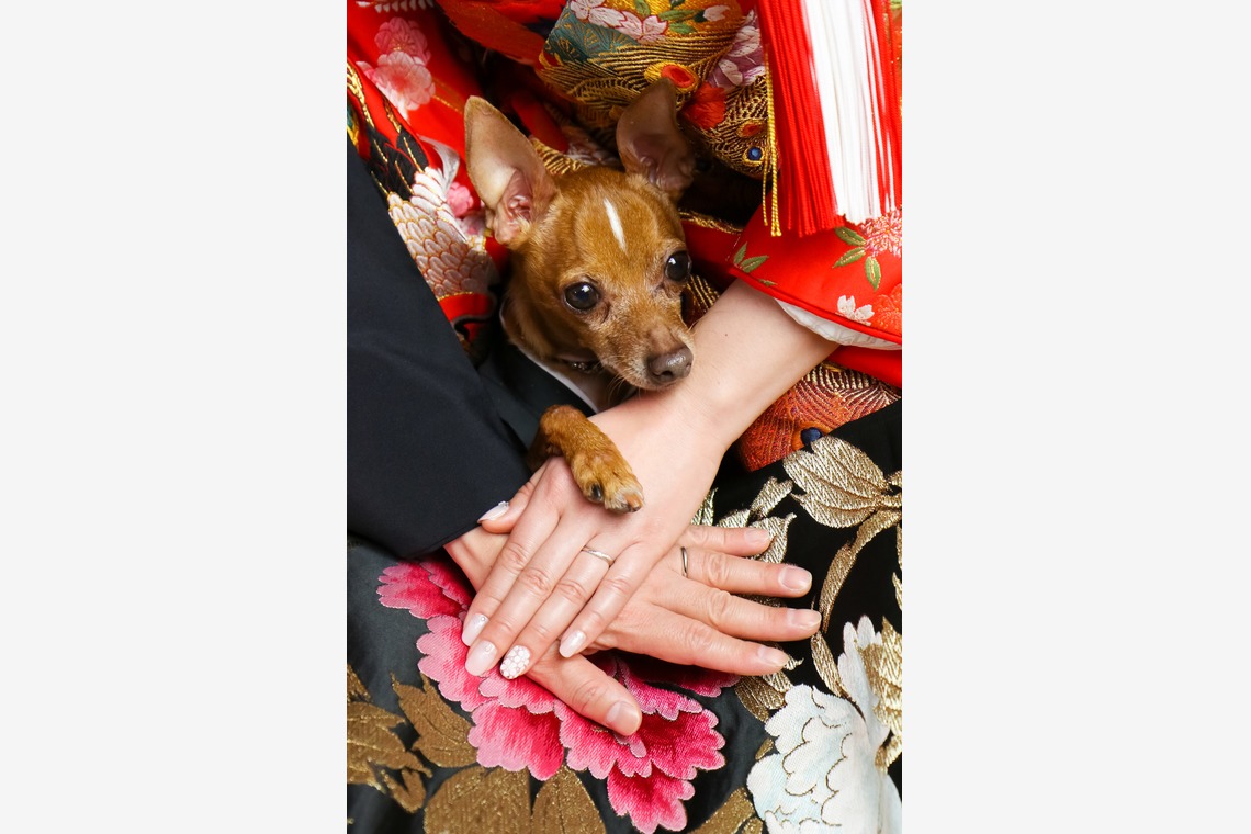 スマイルハンターが撮影した「ウェディング前撮り和装」の写真