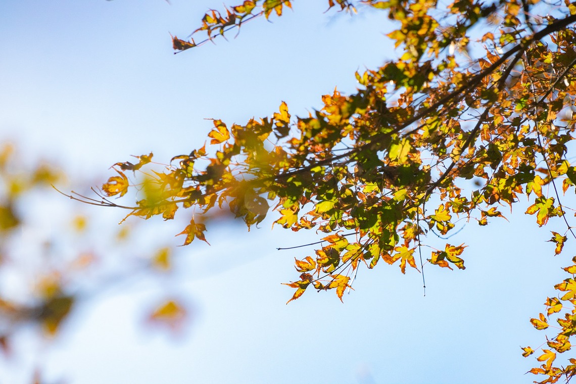 Aya Petite Photographyが出張撮影した家族写真(キッズ,ベビーフォト)などが写った「七五三出張撮影」の家族写真