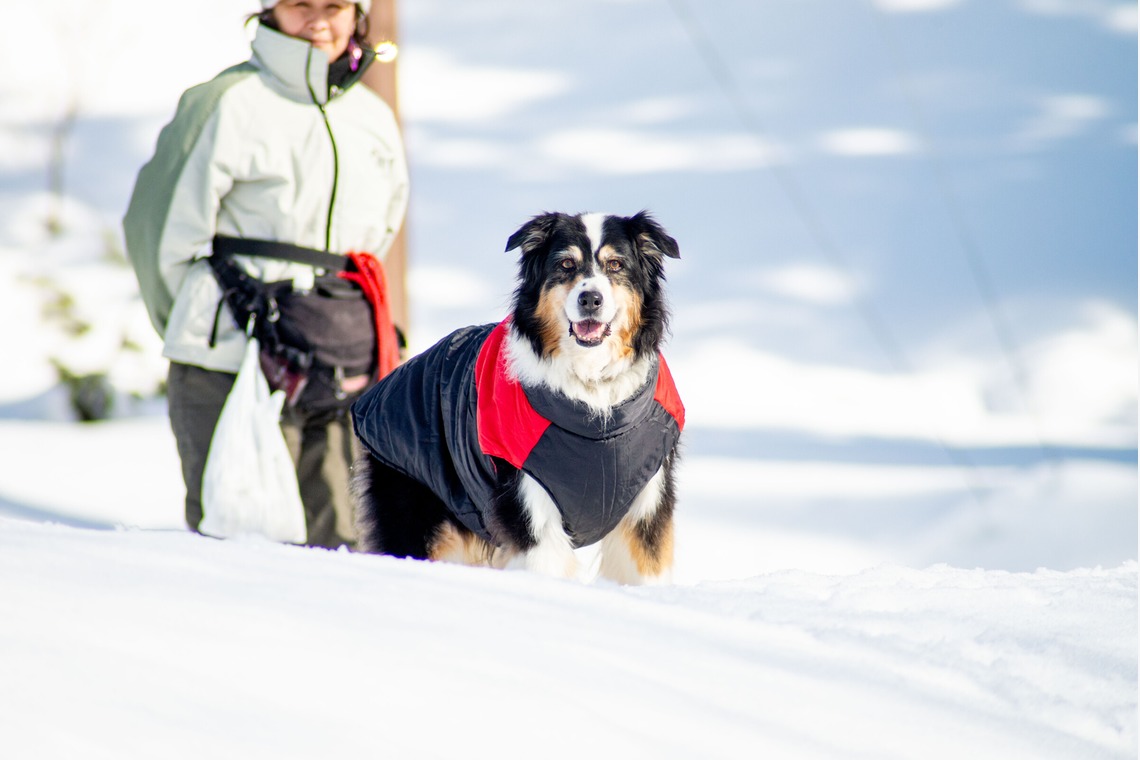 スマイルチューンが撮影した「ペット撮影」の写真