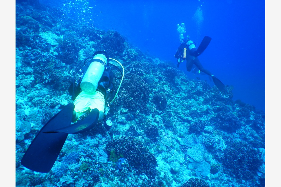 杉野優介が撮影した写真のアルバム「スキューバーダイビング水中撮影」