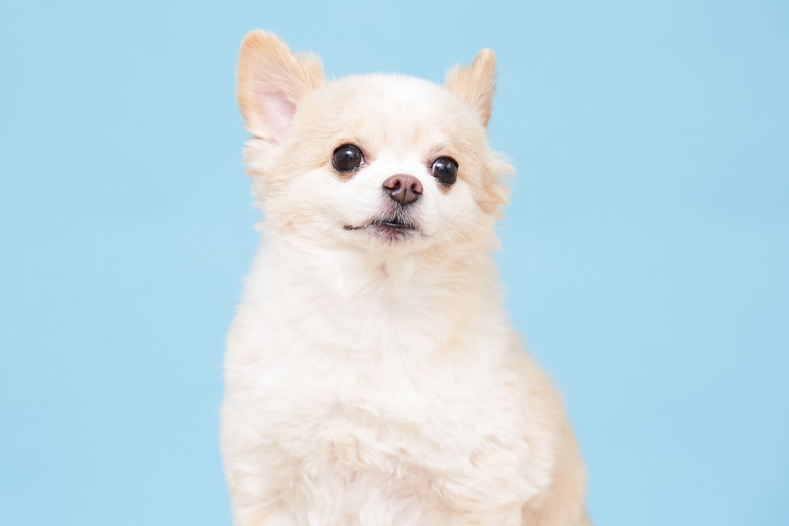 森田寫眞館が撮影した写真のアルバム「ペット」