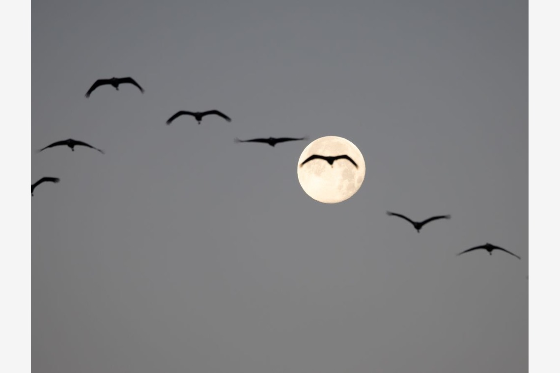 田中まさひろが撮影した「ポートレート」の写真