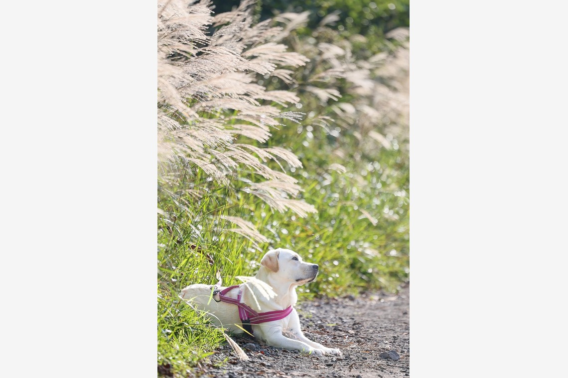 株式会社Neo-Smile 「locationbreeze」高橋 徹が撮影した「ペット動物など」の写真